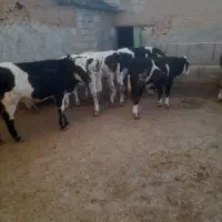 ۶راس گوساله نر پرواری جنس درجه یک