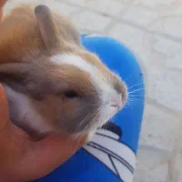 فروش خرگوش