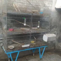 قفس و جفتخان