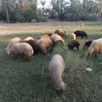 بره|حیوانات مزرعه|جم, |دیوار