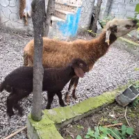 گوسفند مادر بره نر