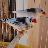 فنچ ابلغ. پشت دار. فنچ بنگالی جفت 350 ت