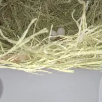 طوطی برزیلی|پرنده|کرمانشاه, |دیوار