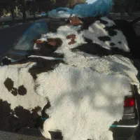 انواع چرم پادری