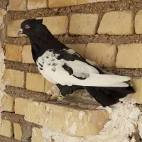 کبوتر نر سینه سیاه|پرنده|حمیدیه, |دیوار