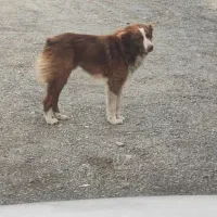 واگذاری سگ ماده