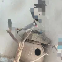 یک جفت فنچ نرگسی سیلور بالغ