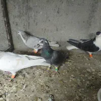 سه تا جوجه شش پر پرشی  مفت