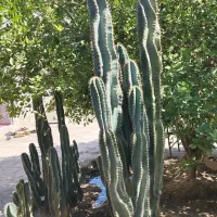 درختچه ی کاکتوس