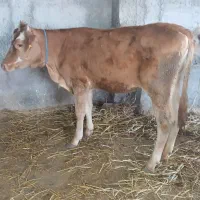 ۷ عدد گوساله ماده دورگ