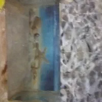 اکواریوم|ماهی|زابل, |دیوار