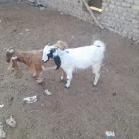 بزغاله های بسیار سالم خوراک خور|حیوانات مزرعه|گنبد کاووس, |دیوار