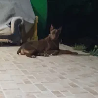 توله دوبرمن اصیل|سگ|مشهد, سجاد شهر|دیوار