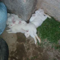 خرگوش بازیگوش