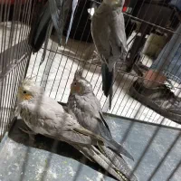 عروس هلندی باجوجه|پرنده|کرج, شهرک سهرابیه|دیوار