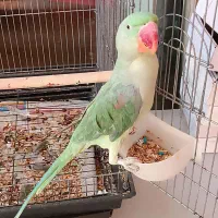 شاه طوطی نر