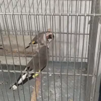 سهره نرو ماده جفتی