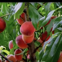 املاک|فروش زمین و ملک کلنگی|نهاوند, |دیوار