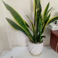 گیاه سانسوریا