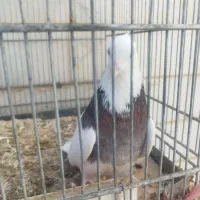 کبوتر کلفه|پرنده|اردبیل, |دیوار