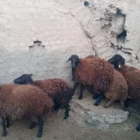 بره ماده هترو و همو