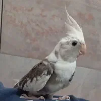 عروس هلندی،طوطی برزیلی،مرغ عشق