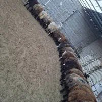 بره نر