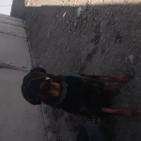 سگ گمشده رودفایلر (مژدگانی ) توس کوچه فرش مشهد