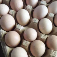 تخم مرغ دوزرده محلی مقوی