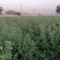 باسلام یونجه خرمنکوب شده پاک درجه یک بدون علف بفرو
