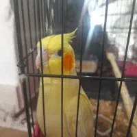 عروس هلندهای سرحال|پرنده|لاهیجان, انقلاب|دیوار