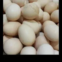 تخم مرغ محلی درشت خوردنی|خوردنی و آشامیدنی|شهمیرزاد, |دیوار