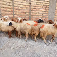 گوسفند آبستن داشتی|حیوانات مزرعه|ملکشاهی, |دیوار