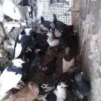 کفتر شهرستانی|پرنده|مشهد, چهارچشمه|دیوار