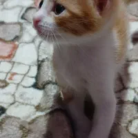 واگذاری حامی وسرپرست مطمئن وگربه دوست