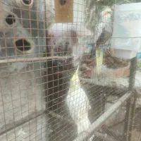 یک جفت عروس هلندی کار داده|پرنده|جم, |دیوار