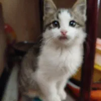 بچه گربه|گربه|رفسنجان, |دیوار