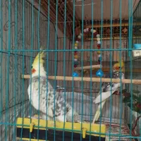 طوطی عروس هلندی