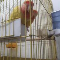 جفت مولد برزیلی|پرنده|قرچک, زیبا شهر|دیوار