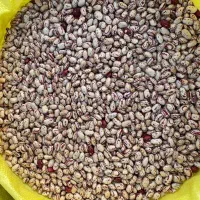 لوبیا چیتی درجه یک