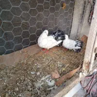 دم چتری|پرنده|پارس‌آباد, |دیوار