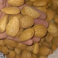خرید و فروش گیاهان دارویی و خشکبار|خوردنی و آشامیدنی|داراب, |دیوار
