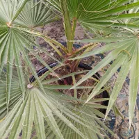 گل و گلدان|گل و گیاه طبیعی|رشت, شهرک احمد خمینی|دیوار