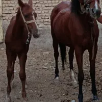 اسب قرمز باکره نریون فروشی