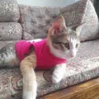 واگذاری گربه|گربه|پاکدشت, پاکدشت (مامازند)|دیوار