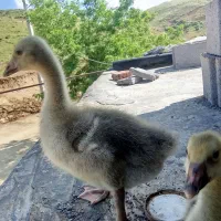فروش دو عدد جوجه قوغاز یکی نرو یکی ماده