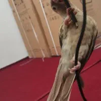 گرینچیک دستی مولد پاین اپل