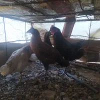 مرغ وخروس معاوضه|پرنده|کوه چنار, |دیوار