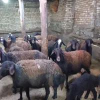 میش قزل افشار