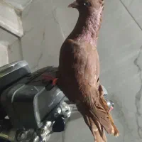 سرخ و زرد کاکلی ماده به شرط کاکلی